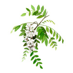 Robinia pseudoacacia